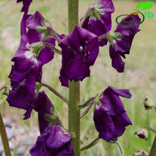 Verbascum-Sığırkuyruğu