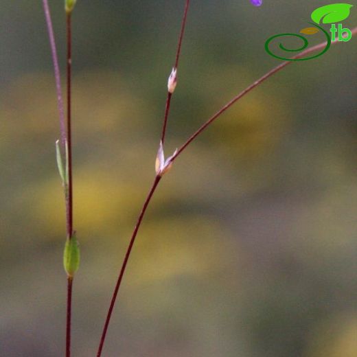 Moenchia coerulea