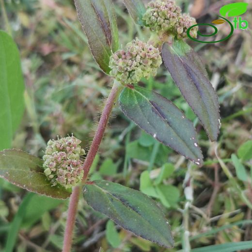 Euphorbia-Sütleğen