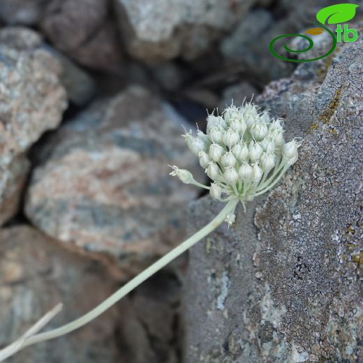 Allium decumbens