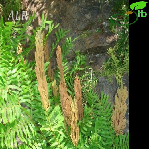 Osmundaceae-Kıraleğreltisigiller