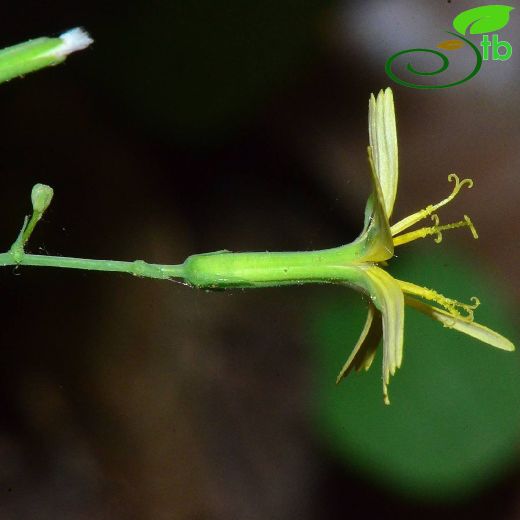 Lactuca muralis