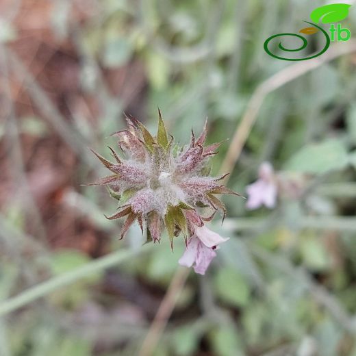 Lamiaceae-Ballıbabagiller