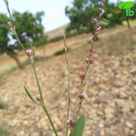 Polygonum patulum