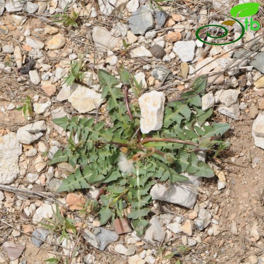 Taraxacum aleppicum