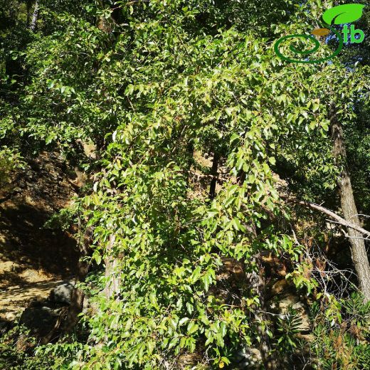 Betulaceae-Huşgiller