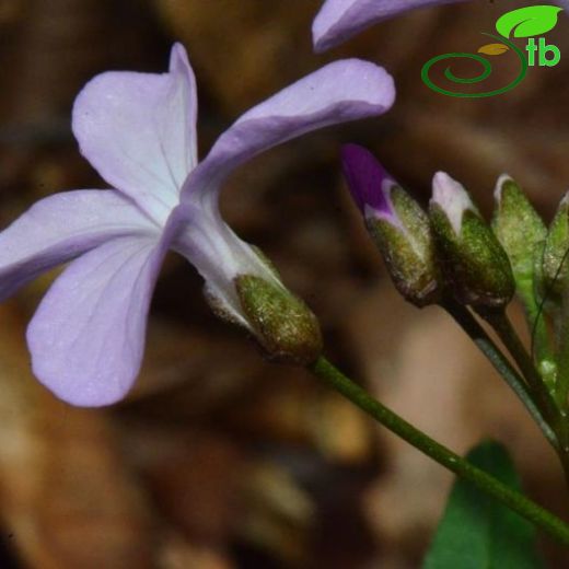 Cardamine quinquefolia