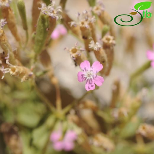 Caryophyllaceae-Karanfilgiller