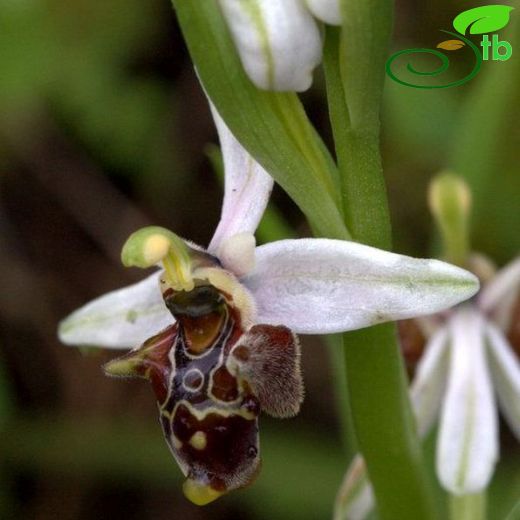 Ophrys dodecanensis