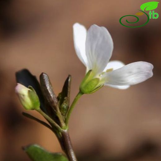 Cardamine penzesii