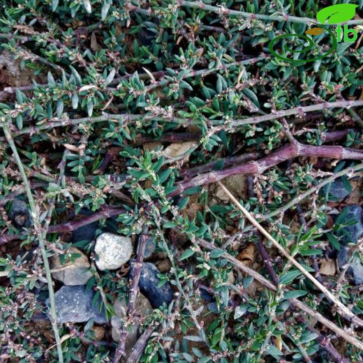 Polygonum arenastrum