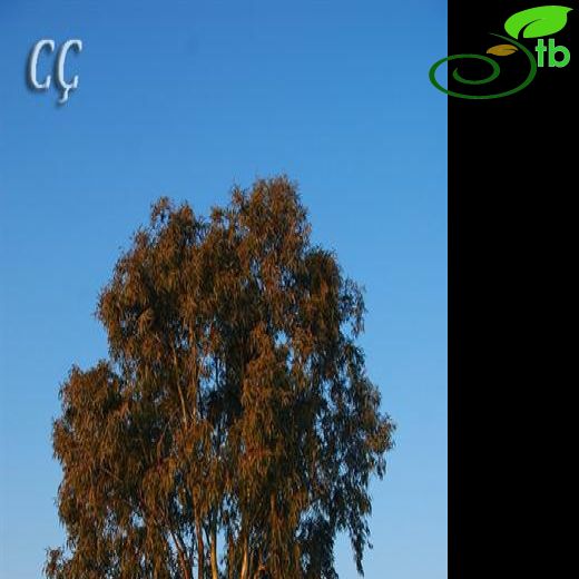 Eucalyptus camaldulensis