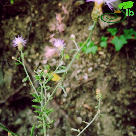 Asteraceae-Papatyagiller