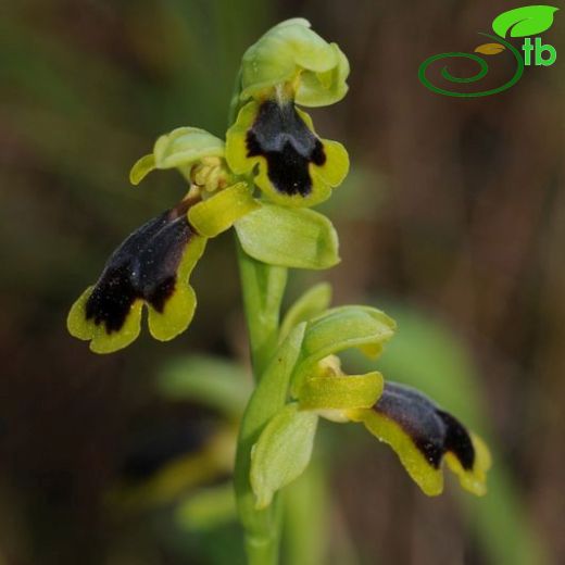 Ophrys blitopertha