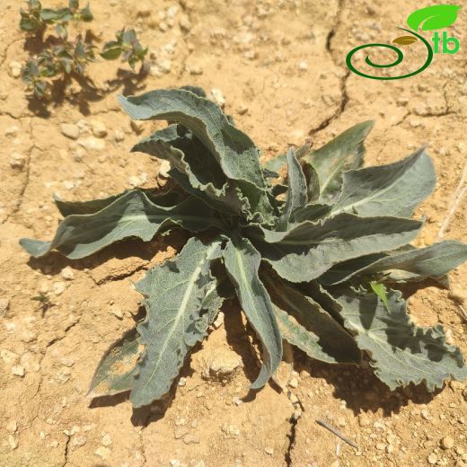 Asteraceae-Papatyagiller