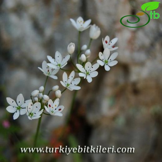 Allium neapolitanum