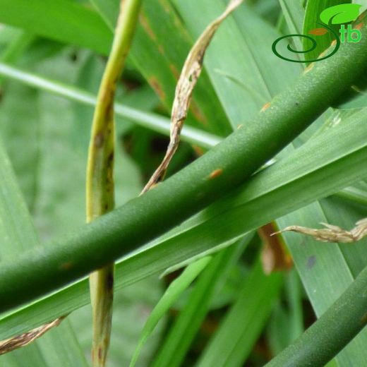 Allium carinatum