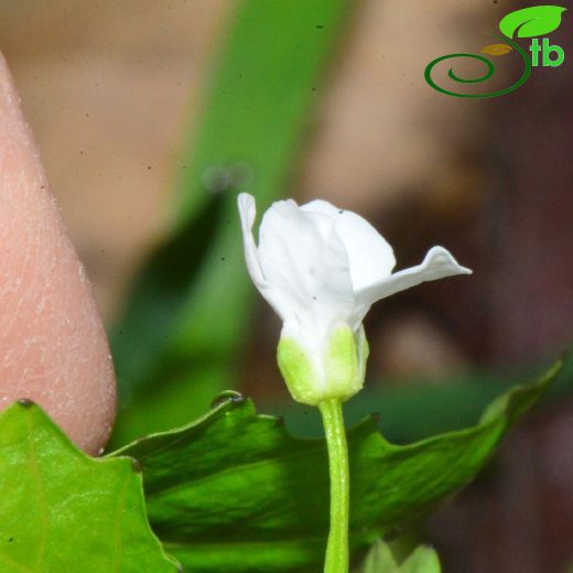 Pachyphragma- Kocatere