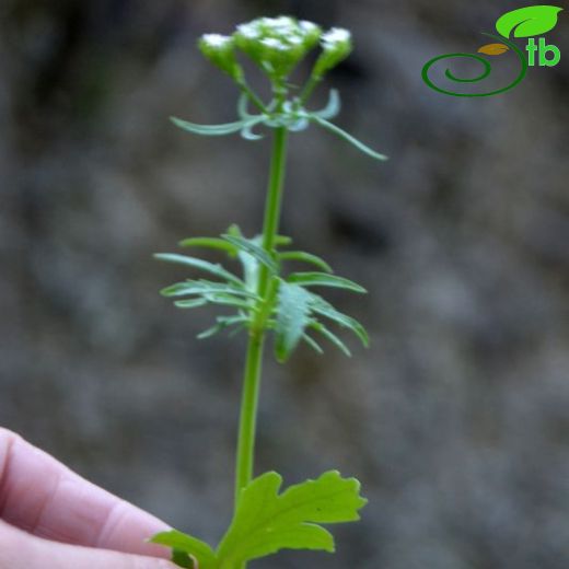 Centranthus calcitrapa