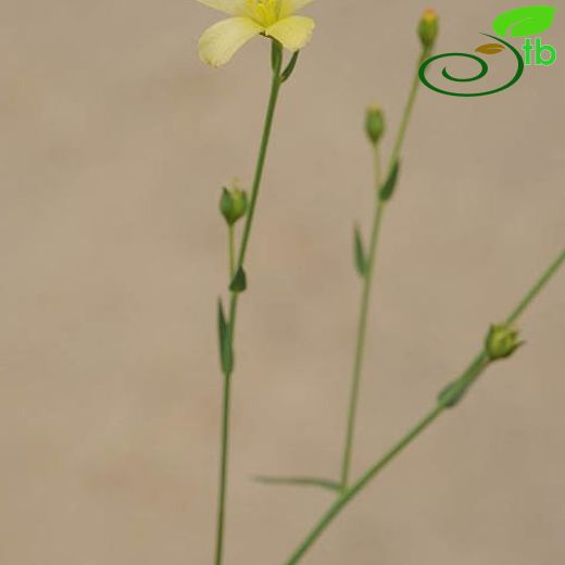 Linum maritimum