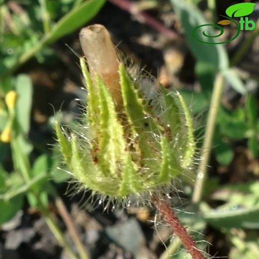 Malvaceae-Ebegümecigiller