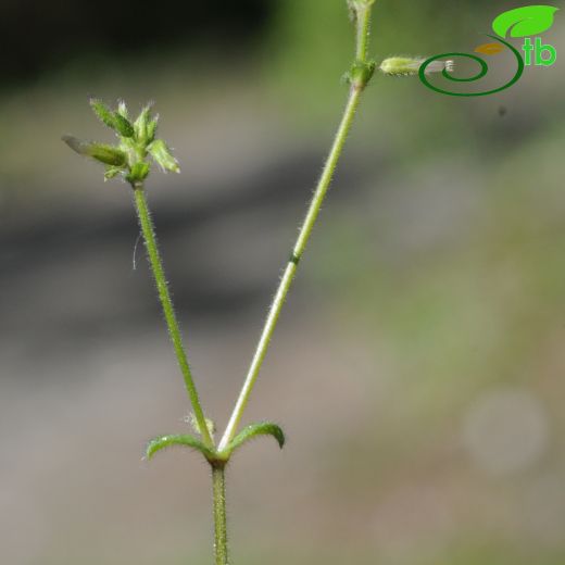 Cerastium comatum