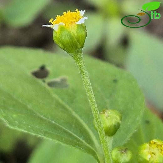 Asteraceae-Papatyagiller