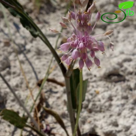 Allium sieheanum