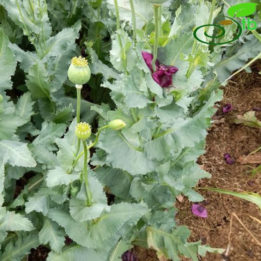 Papaver somniferum