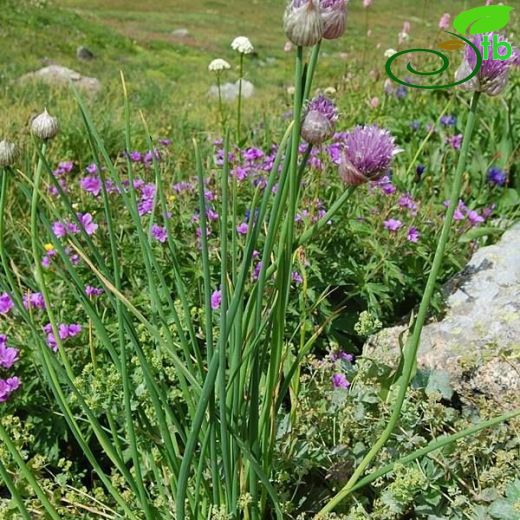 Allium schoenoprasum