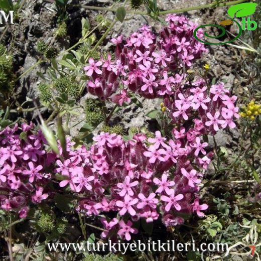 Saponaria prostrata