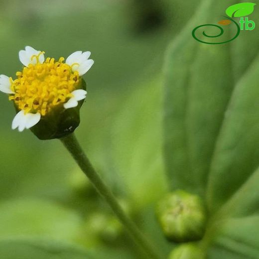 Asteraceae-Papatyagiller