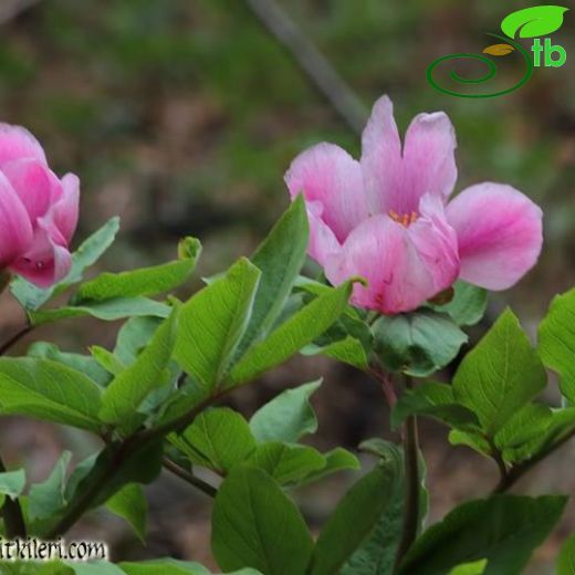 Paeonia kesrouanensis
