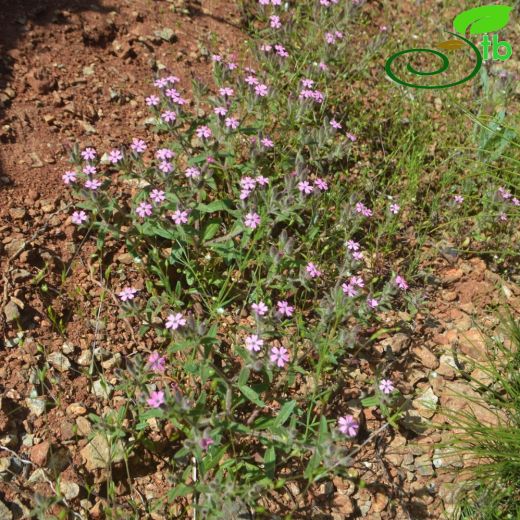 Saponaria syriaca