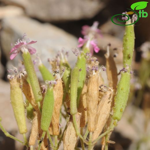Caryophyllaceae-Karanfilgiller