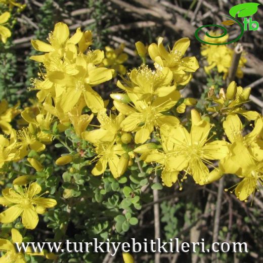 Hypericum thymifolium