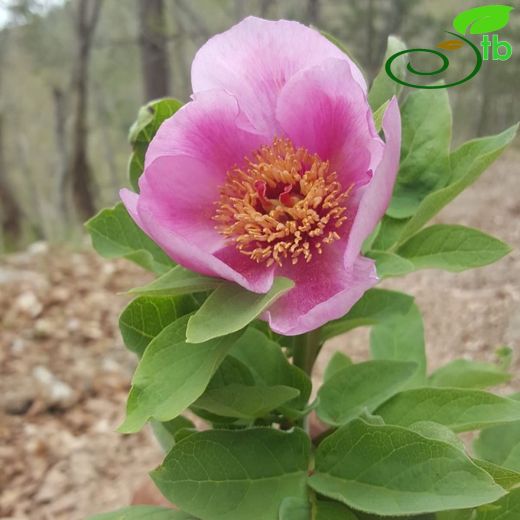 Paeonia kesrouanensis