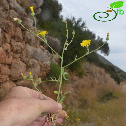 Picris-acışiro