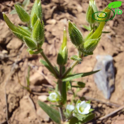 Cerastium dichotomum