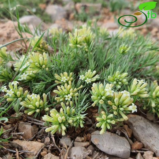 Chrysotesium-Anagüvelek