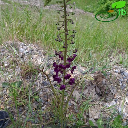 Verbascum-Sığırkuyruğu