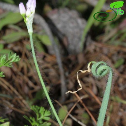 Allium circinatum