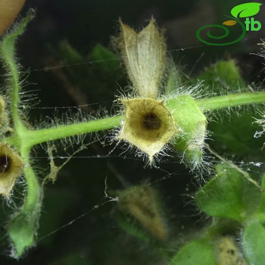 Stachys buttleri