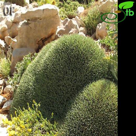Acantholimon libanoticum