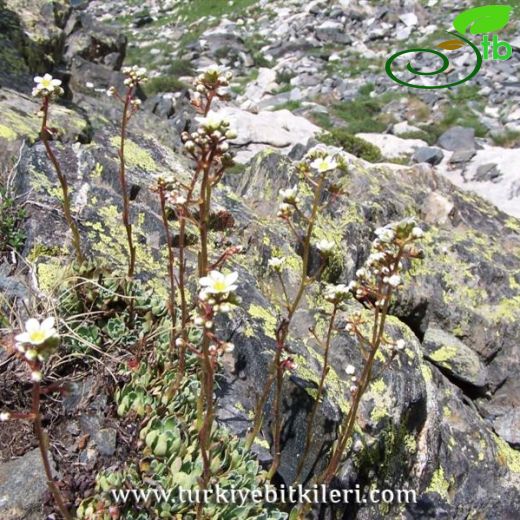 Saxifraga paniculata