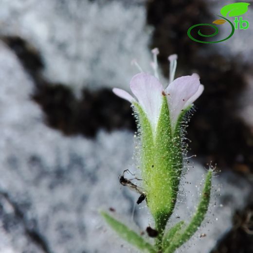 Saponaria pinetorum