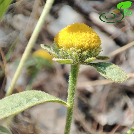 Chrysophthalmum dichotomum