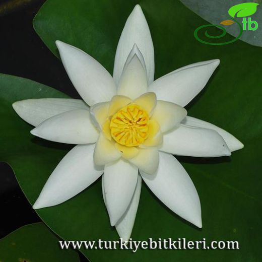 Nymphaceae-Nilüfergiller