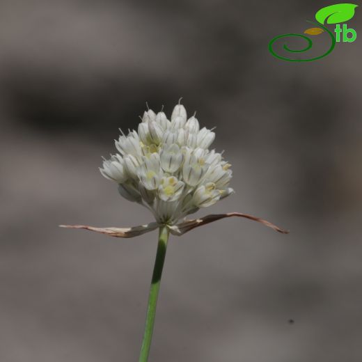 Allium pallens