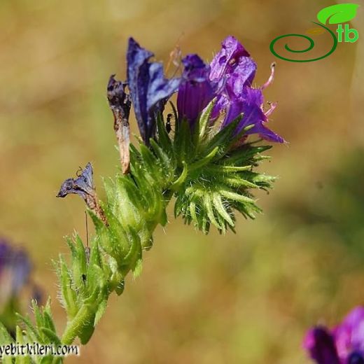 Echium vulgare